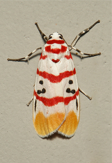 sinobug:  Arctiid Moth (Cyana bellissima, Lithosiini, Arctiinae, Erebidae)  by Sinobug (itchydogimages) on Flickr. Pu’er, Yunnan, China  See more Chinese moths on my Flickr site HERE…..