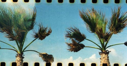 Palms On Film. #agfaisolette #35mmfilm #35mmmagazine #beliveinfilm #agfa #kodak #grainisgood #shootmorefilm