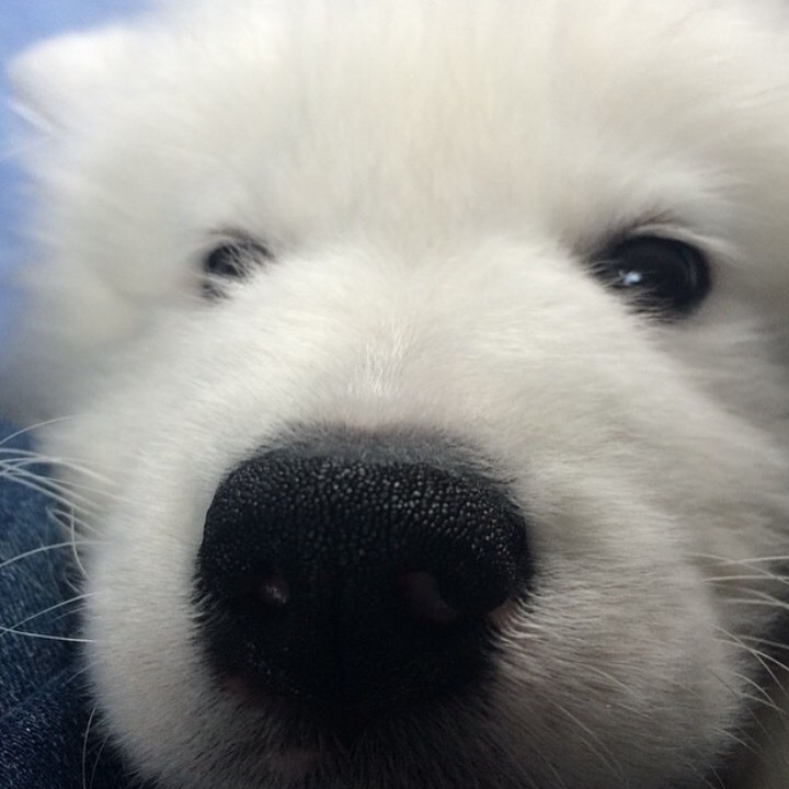 cloudthesamoyed: HAPPY 2ND BIRTHDAY CLOUD (25th dec) !!!!!!! you have grown up so