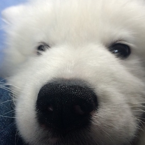 Porn cloudthesamoyed: HAPPY 2ND BIRTHDAY CLOUD photos