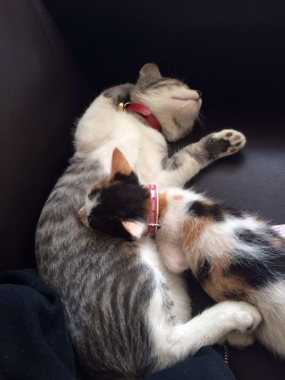 Mis dos ternuritas❤️