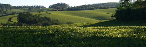 Satemwa And Lujeri Tea Estates With Mt Mulanje In The Background. Southern Province, Malawi