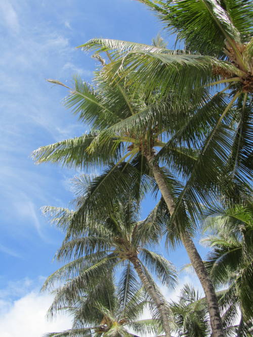 Beautiful Waikiki