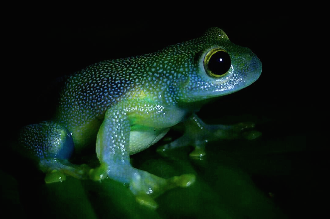 aesthesiamag: Glass Frog Looks Like a Glowing Constellation in the Rainforest The