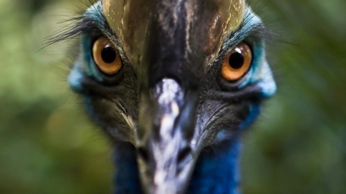 Cassowary Appreciation Post
