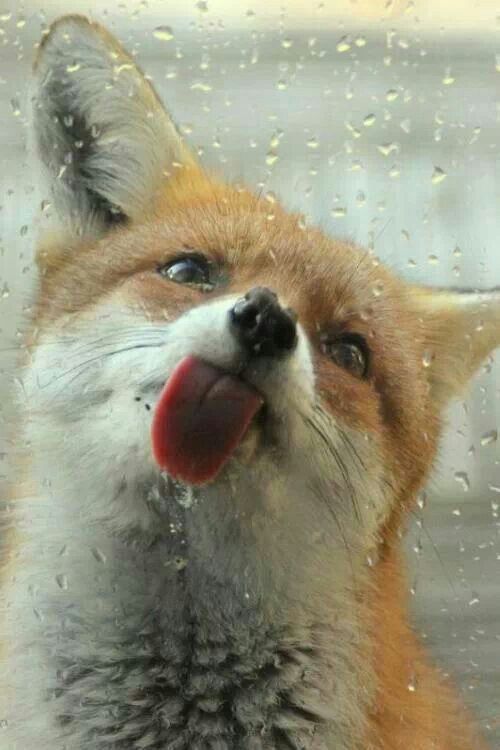 Porn Pics thelittleredfox: Fox Phone Background Request