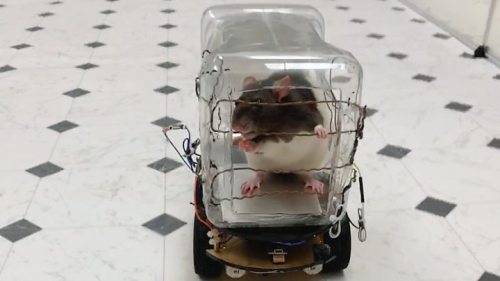 currentsinbiology: Rats taught to drive tiny cars to lower their stress levels Researchers at the Un
