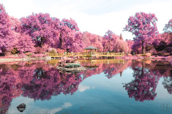 kafere:  Wroclaw, Poland - Japanese Garden