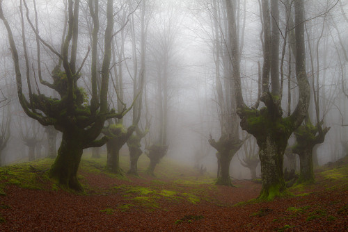 90377:The quiet forest / El bosque silencioso by Cruz Vicente