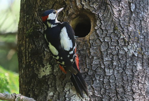 michaelnordeman:A male Great spotted woodpecker/större hackspett is flying to the nest non-stop, bri