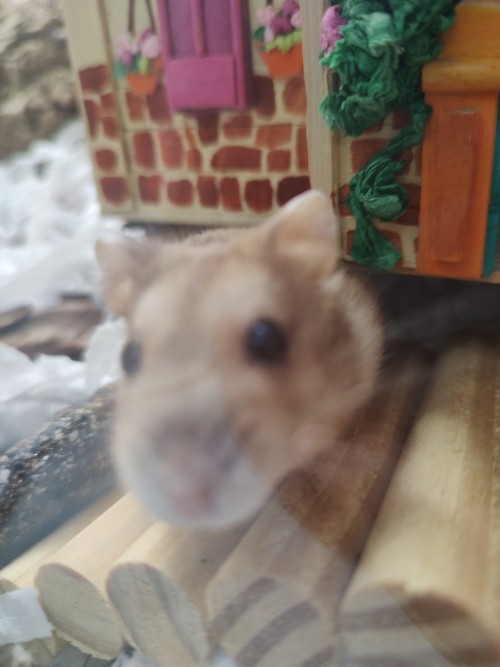 Reblog So Mirabel Can Sniif Ur Freinds! Get Snorfed!!