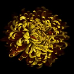 petronabowbells:  CHRYSANTHEMUM Photograph by Gynelle Leon © 2013 All rights reserved 