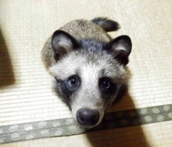 mymodernmet:  Rescued Raccoon Dog Is an Adorable