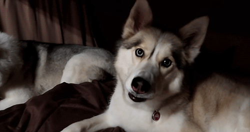 Snow Dogs Vlogs - WICKED STORM BEFORE CAMPING