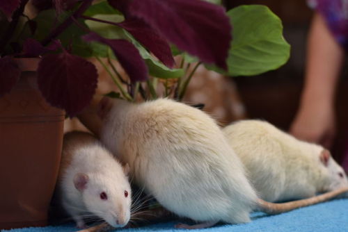 Ratties enjoy digging and playing in dirt! (Always make sure the plants are non-toxic for them 