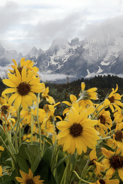 expressions-of-nature:  sunflowers & rain, Grand Teton : Pat Gaines 