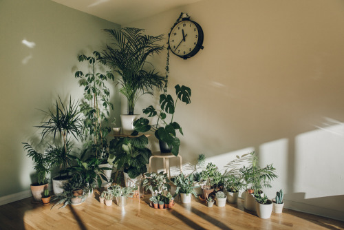 moral-uncertainty: House Tour - Haarkon Plants