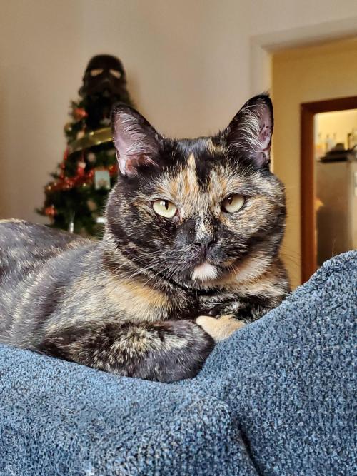 My tortie baby Toffee Source: zeuslovestoffee on catpictures.