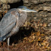 Great Blue Heron (Ardea herodias), soaking up remaining sunlight on a very cold afternoon. Batavia, Illinois. November 13, 2018. (Part 1 of 3. I’m dividing the shots into several posts. See all of them in my Birds album on flickr: https://flic.kr/s/aHsk6bMtrK)