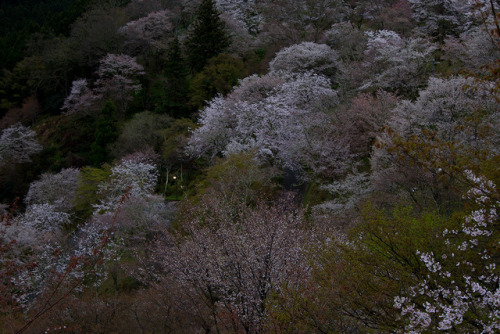 夜明け。桜って明るいんだね。location：吉野山下千本（奈良県吉野町） on April 12, 2017