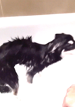 nananarry:  Liam and Dani giving Loki his first bath - 29/03 