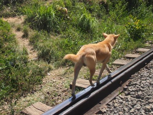awatermeloncookie: isoldmyurl:  a brief encounter   he a pupper on a mission