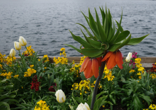 Kaiser’s Crown A flower bed on the shore of Lake Zurich, with a Fritillaria imperialis plant h