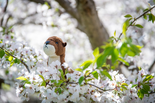 Feeling pretty surrounded by cherry blossoms!