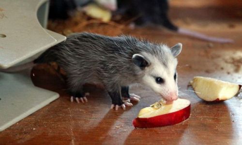  Today’s Possum of the Day has been brought to you by: Fresh fruit!