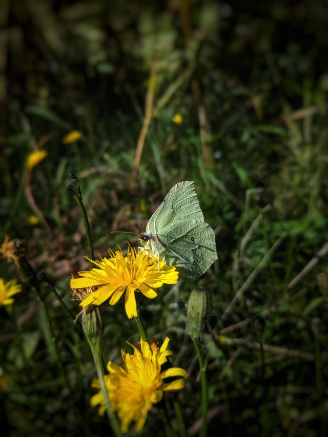 Common brimstone resting on top of yellow flower.