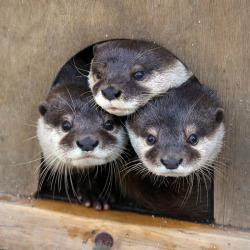 dailyotter:  Otters Are Curious to See Who’s at the Door Via Beginners Blog Otter 