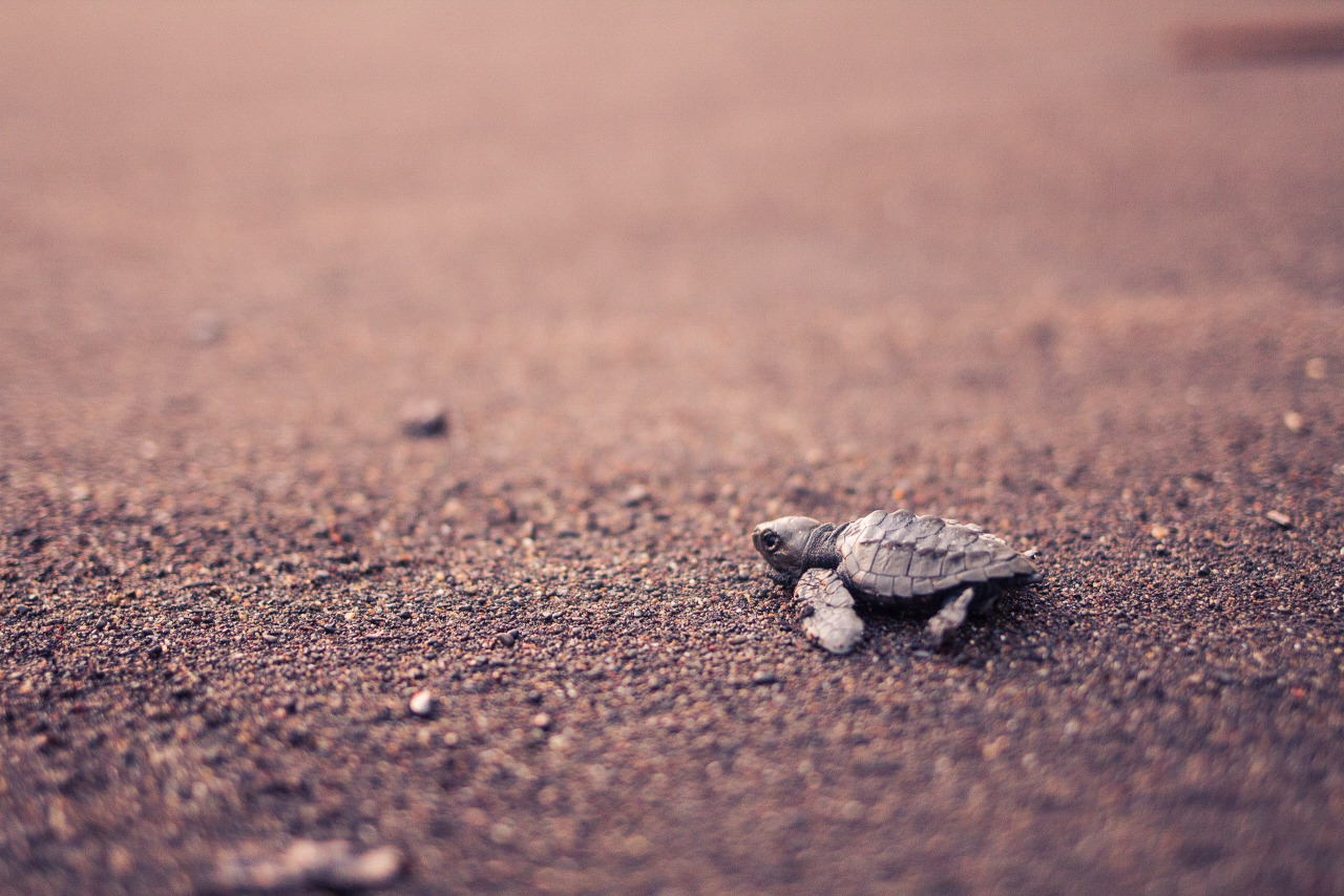 lsleofskye:  Baby TurtlesCredits: 1, 2, 3, 4, 5, 6, 7, 8, 9, 10