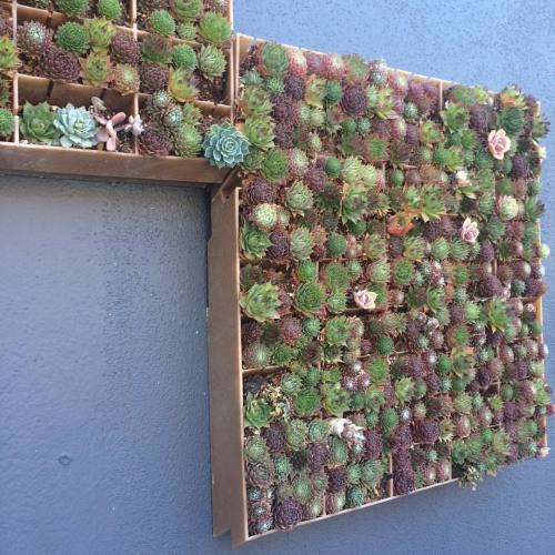 Some cool wall art in San Francisco! Makes a nice space saving window☘ #Eco #cactus #succulent #wind