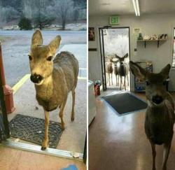 miyukousawa: sixpenceee:  “An owner of a store in Colorado gave a deer biscuits and chocolate. 30 minutes later he came back and brought his family.” Via Reddit  Oh DEER 