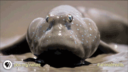  The mudskipper takes winking to a whole
