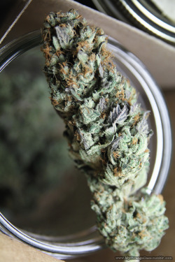 mystrangedaze:  Organic OG… mystrangedaze.tumblr.com 