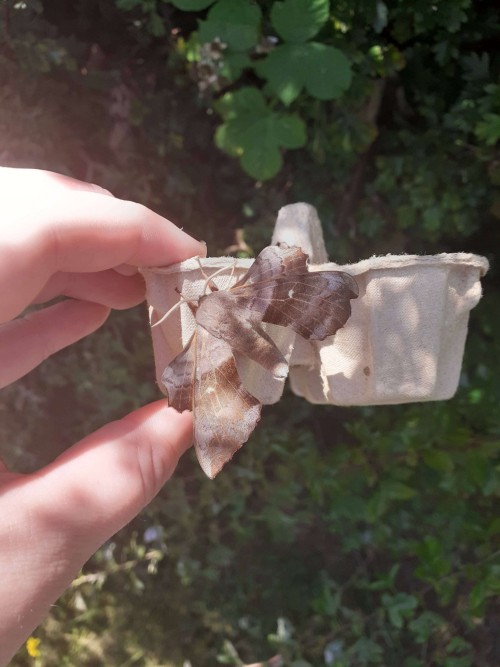 I Have A Poplar Hawk Moth And A Elephant Hawk Moth For You!