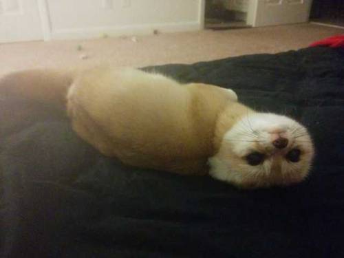 geothefennec: Pets?