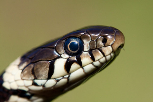 Grass Snake - Dave Kilbey