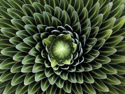 littlelimpstiff14u2:Geometrical Plants for Symmetry LoversWho said math can’t be interesting? 