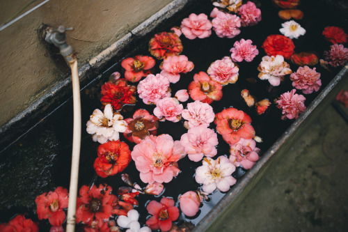 instillmotion: Beautiful water vat filled with flowers, in the corner of a glasshouse in Chatsworth 