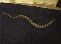 blazepress:  Snake Vs Silk.
