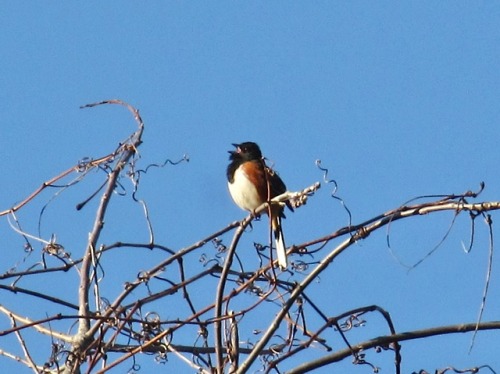 Didn’t see much on my walk this morning, but I saw and heard my first rufous-sided towhee of the yea