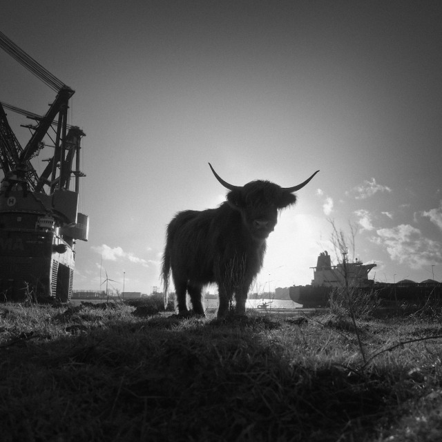 The port of Rotterdam. #Animals #Photographers on Tumblr #Cow#Highland Cow#Silhouette#Backlight#Industry#Harbor#Port #Black and White #G80#2022