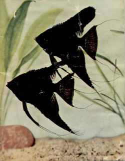 nemfrog:  Angel Fish. 1956. 