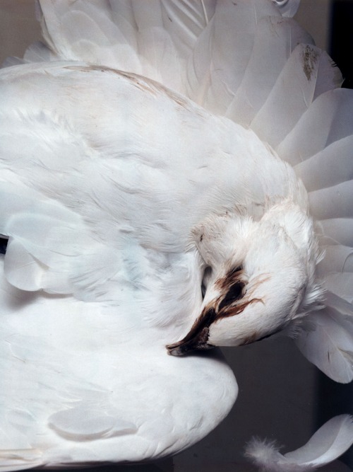 hoaxvault:  Nick Knight 