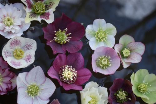 gardenmuse:Lovely floating beauties in the gardens at Pine Knot Farms Hellebore Festival. 
