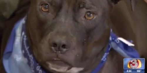 Last Dog Standing At Arizona Adoption Event Finds A Home