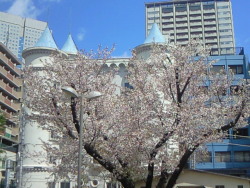 Haruka-Nature:  Yama-Zakura, Akasaka Tokyo