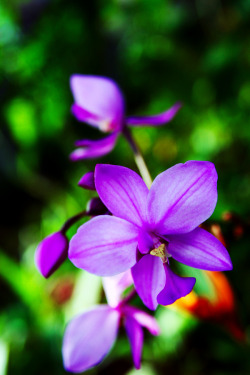 blooms-and-shrooms:  Flower-54 by josgoh